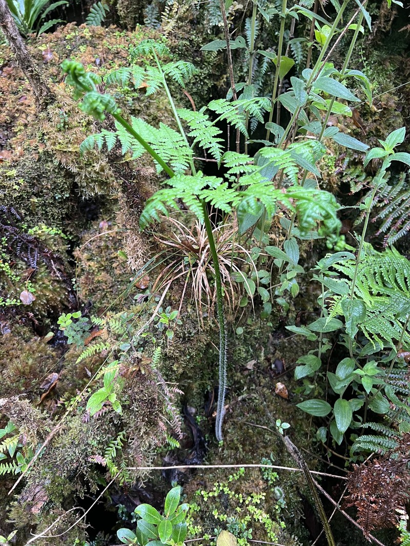 Hypolepis hawaiiensis var. hawaiiensis photo 4