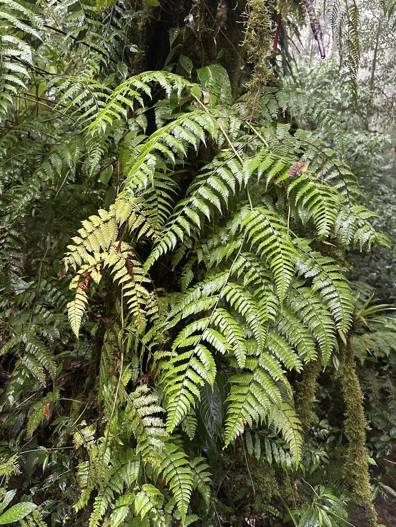 Hypolepis hostilis