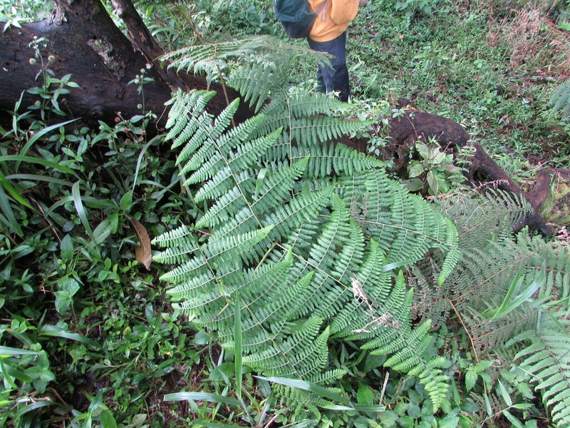 Hypolepis hostilis photo 2