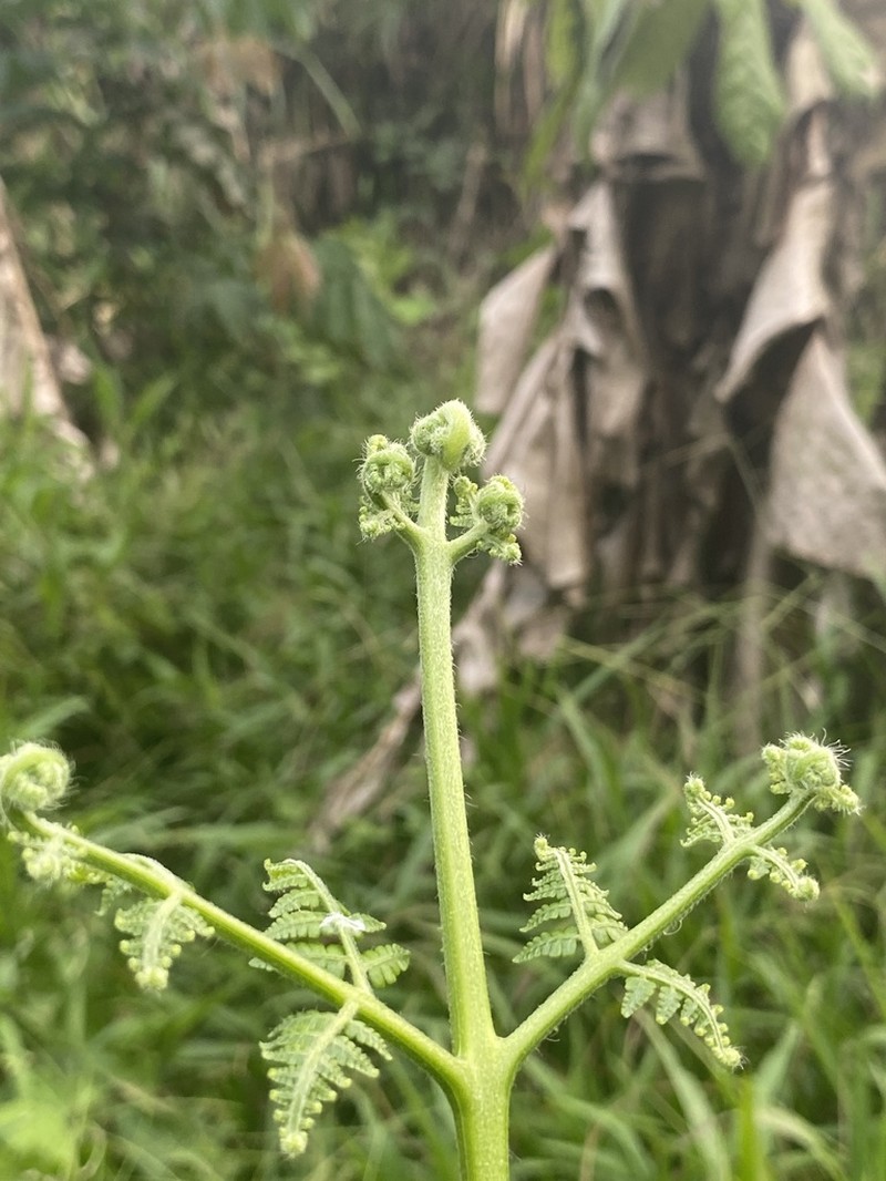 Hypolepis hostilis photo 4