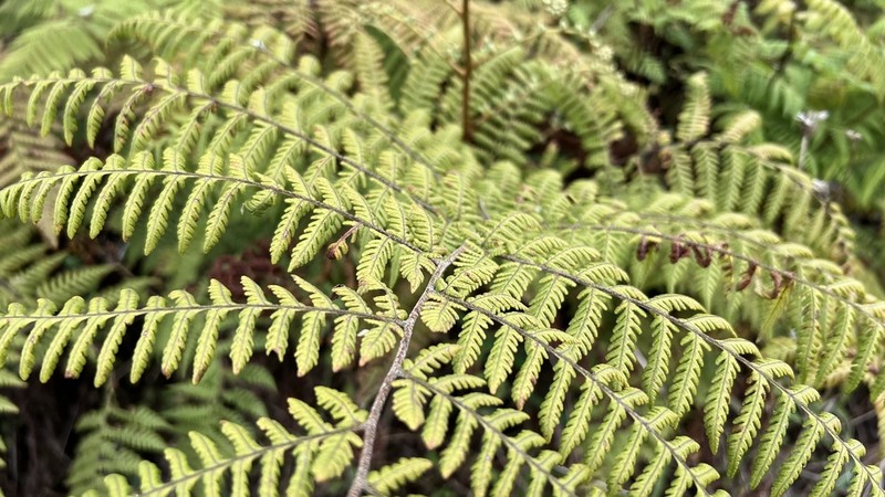 Hypolepis hostilis photo 7