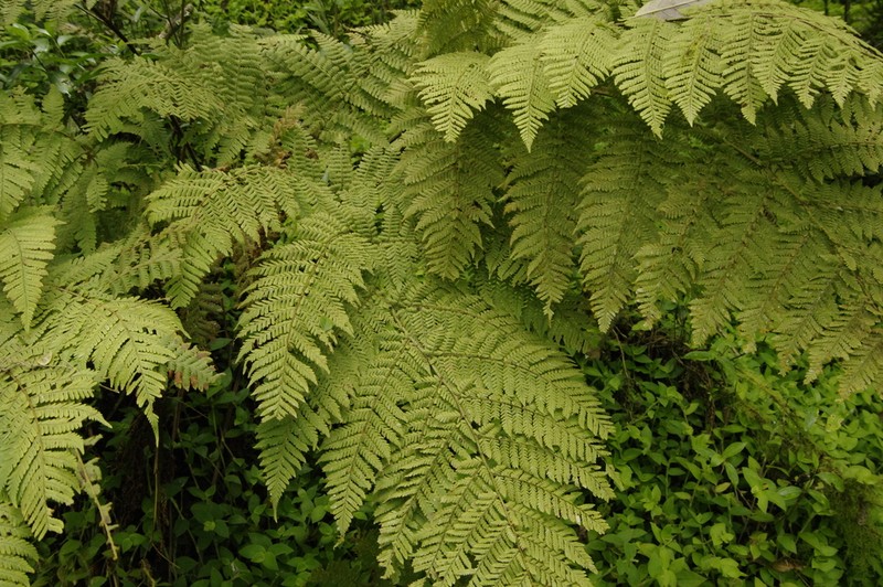 Hypolepis hostilis photo 8