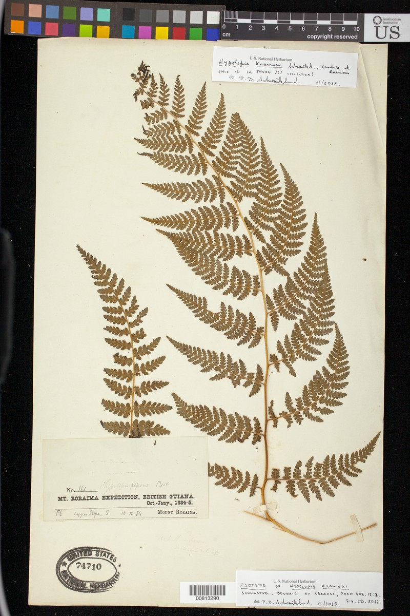 Hypolepis krameri