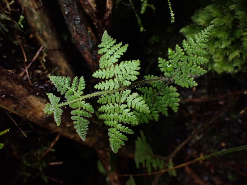 Hypolepis lactea