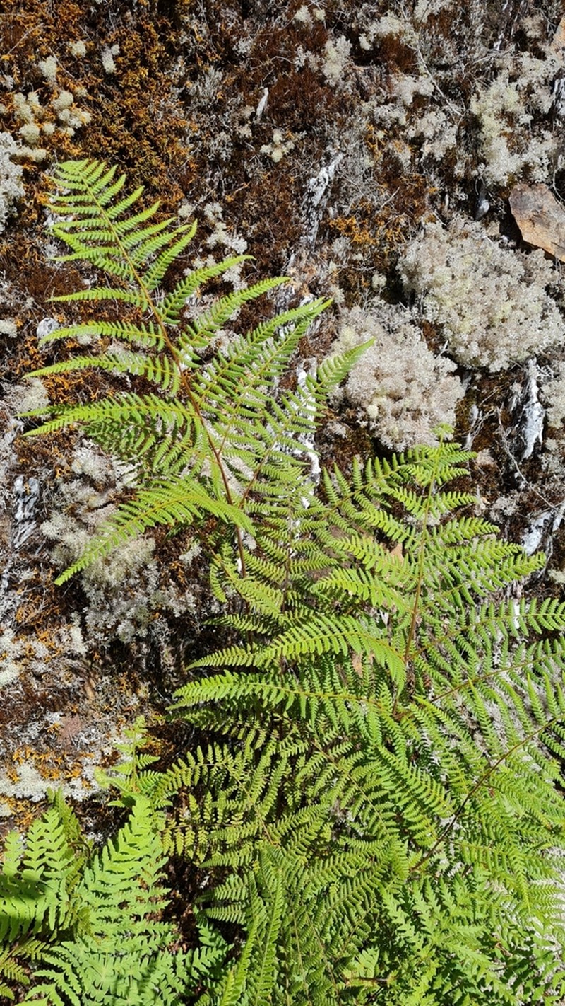 Hypolepis lactea photo 2