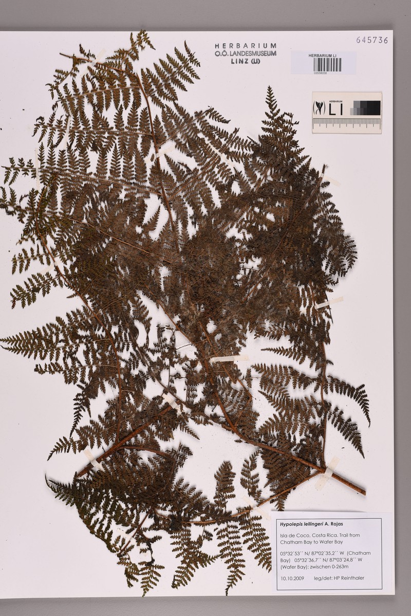 Hypolepis lellingeri
