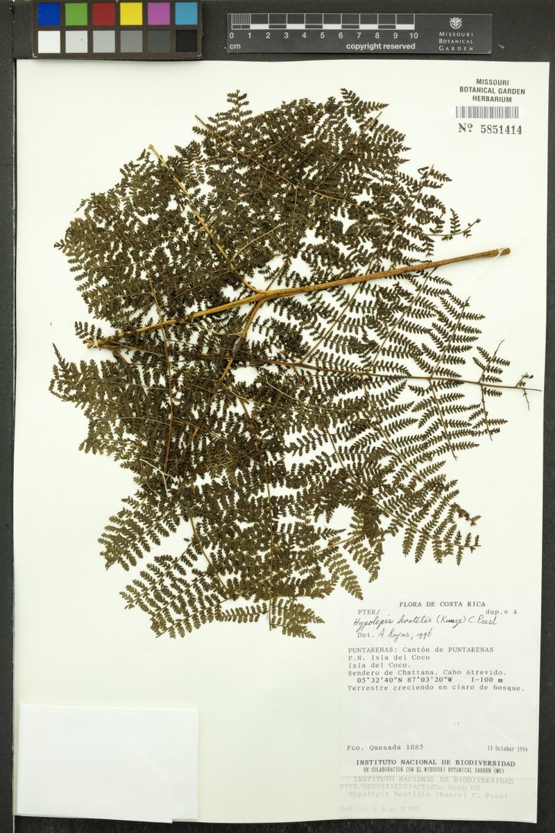 Hypolepis lellingeri photo 2