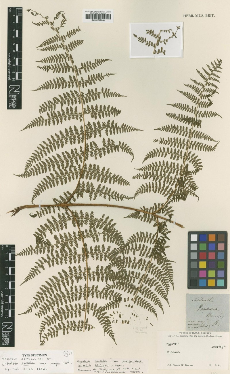 Hypolepis lellingeri photo 3