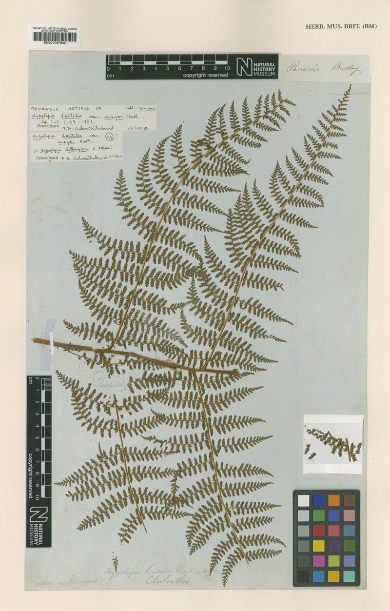 Hypolepis lellingeri photo 4