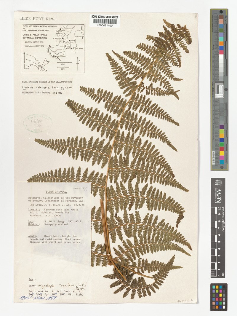 Hypolepis malesiana photo 3