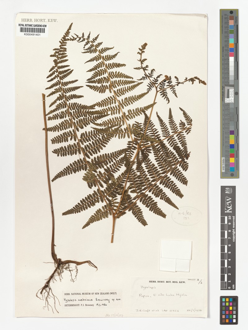Hypolepis malesiana photo 4