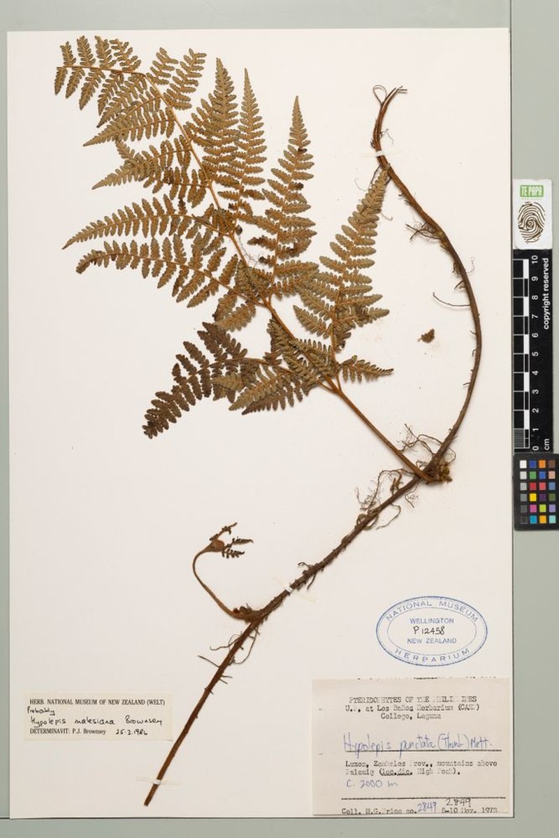 Hypolepis malesiana photo 5