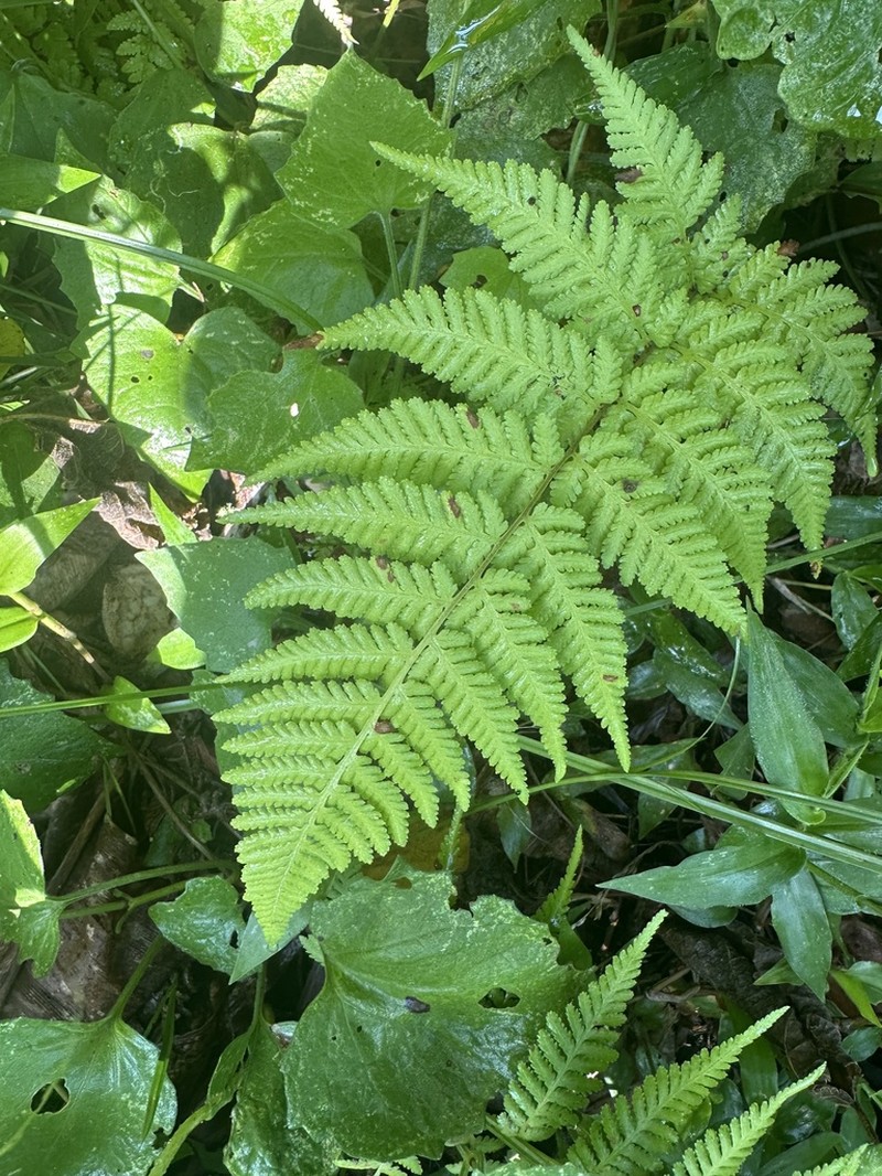 Hypolepis melanochlaena photo 2