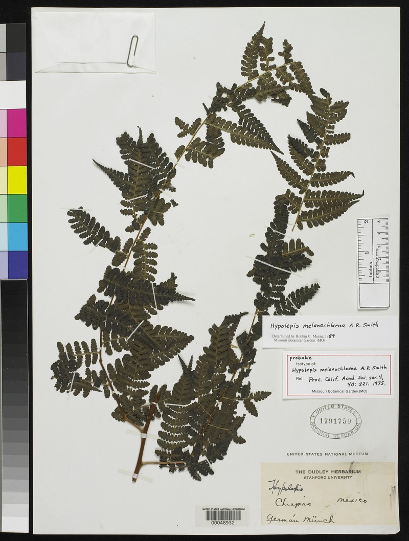 Hypolepis melanochlaena