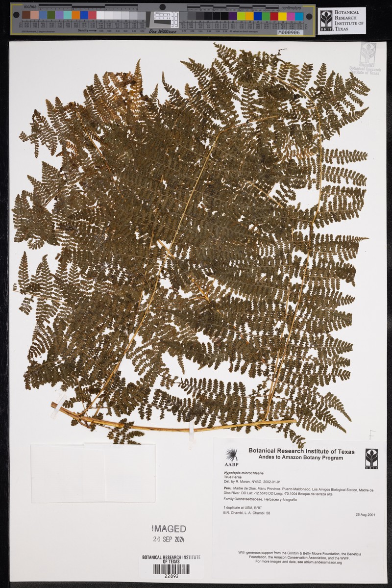 Hypolepis microchlaena