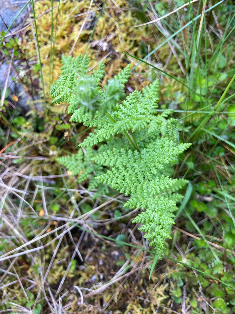 Hypolepis millefolium