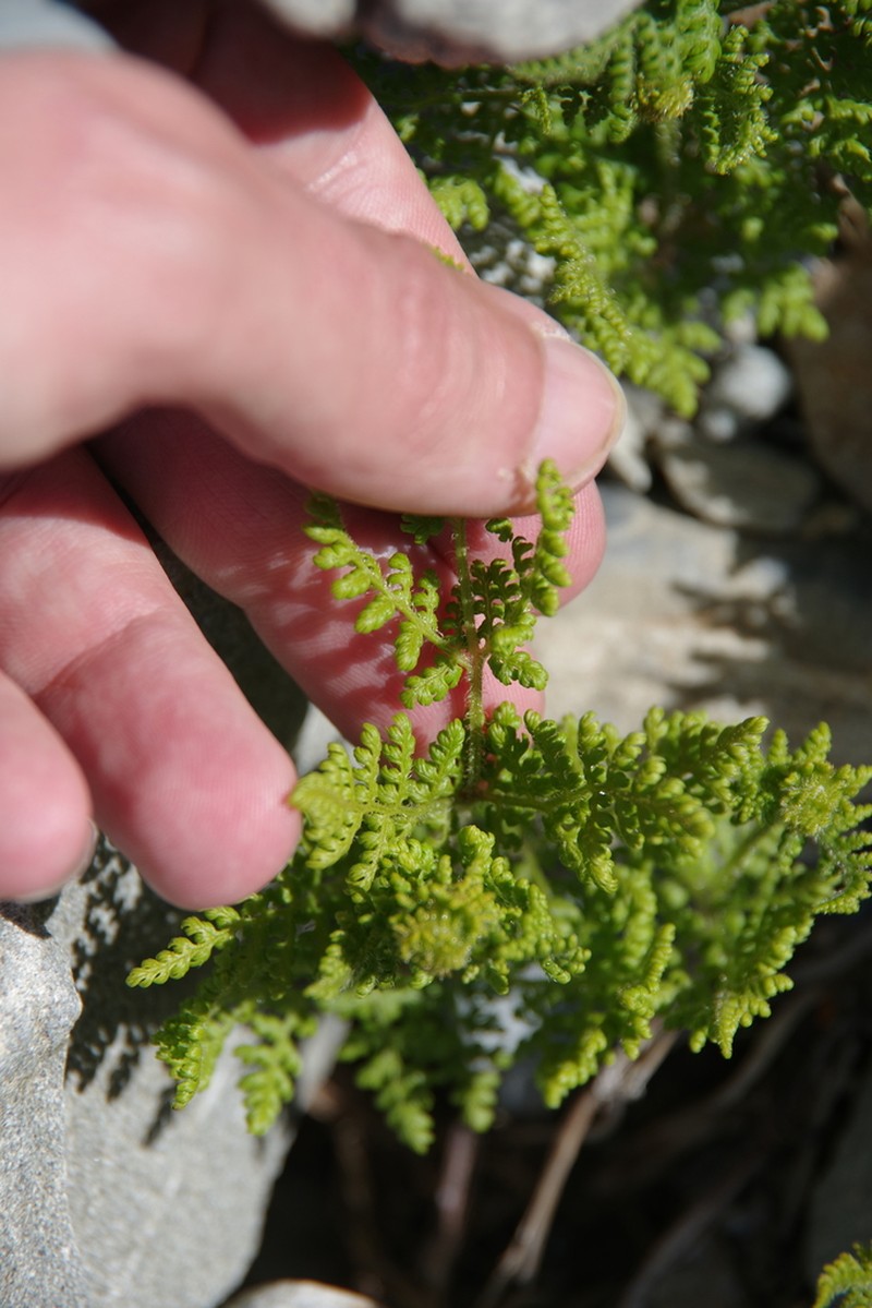 Hypolepis millefolium photo 2