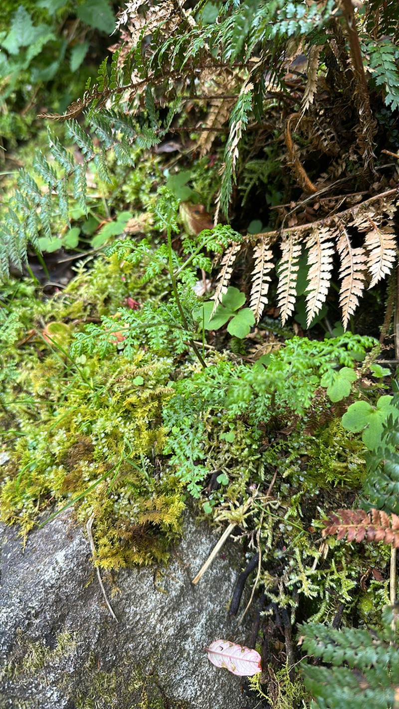 Hypolepis millefolium photo 3