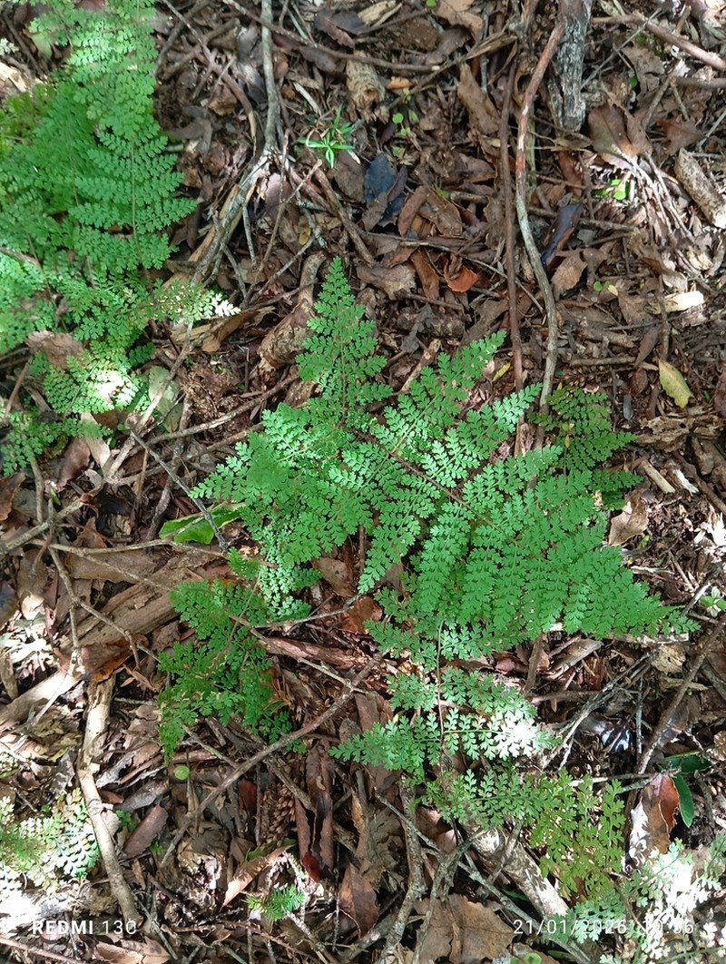 Hypolepis millefolium photo 4