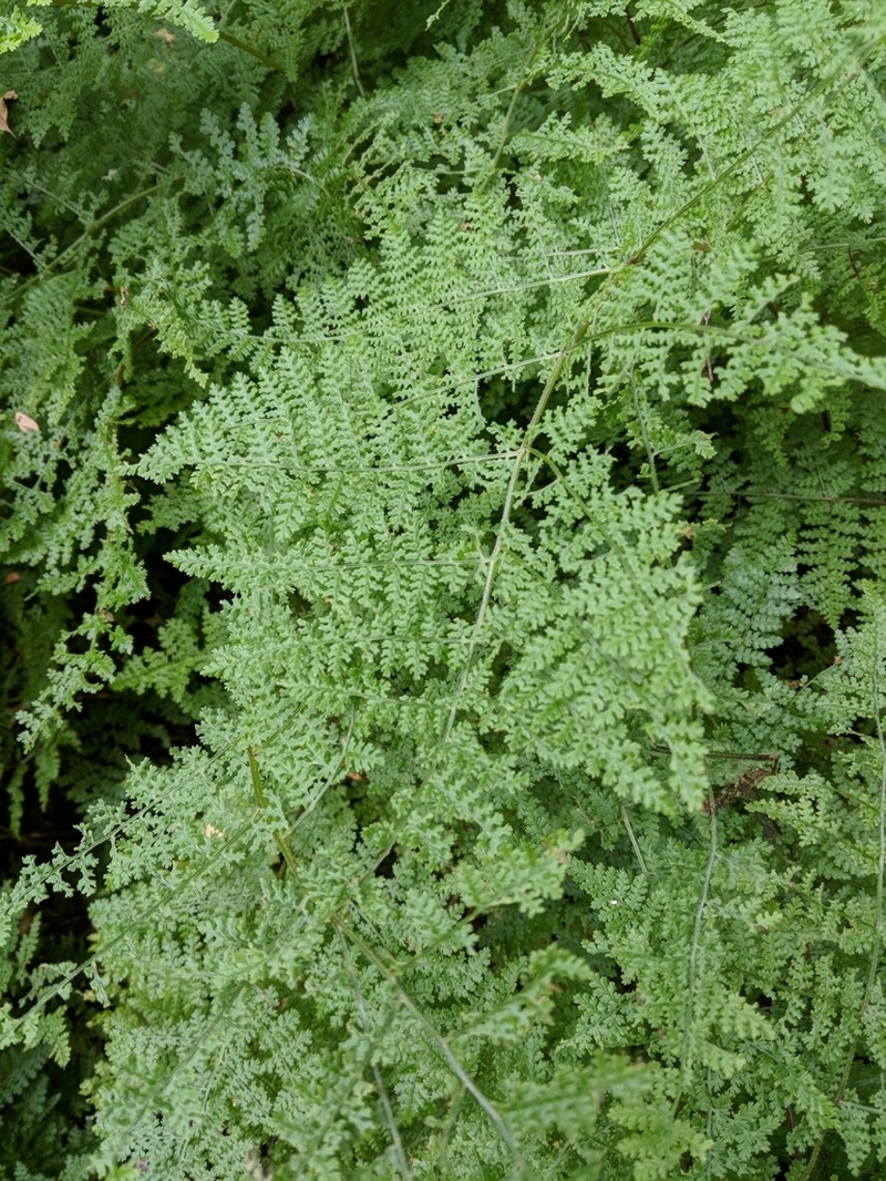 Hypolepis millefolium photo 5