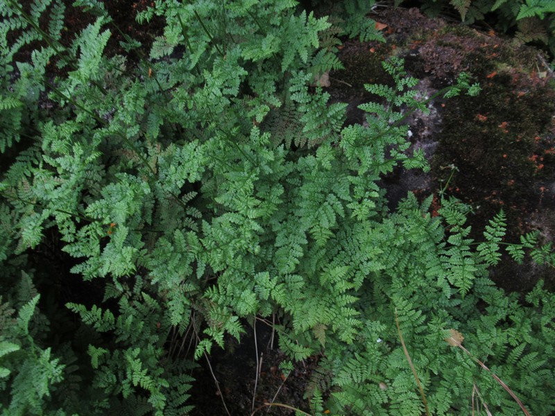 Hypolepis millefolium photo 6