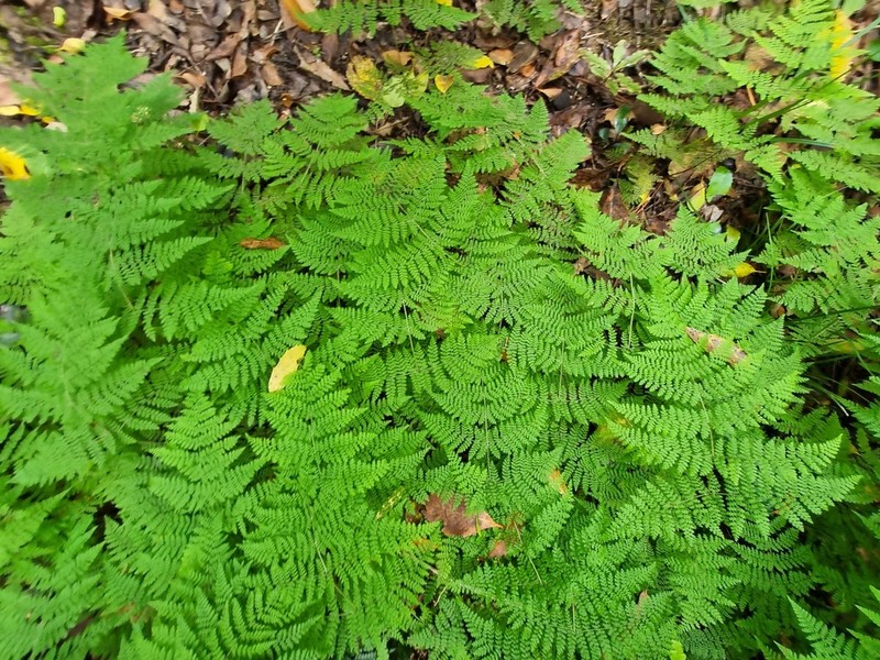 Hypolepis millefolium photo 7