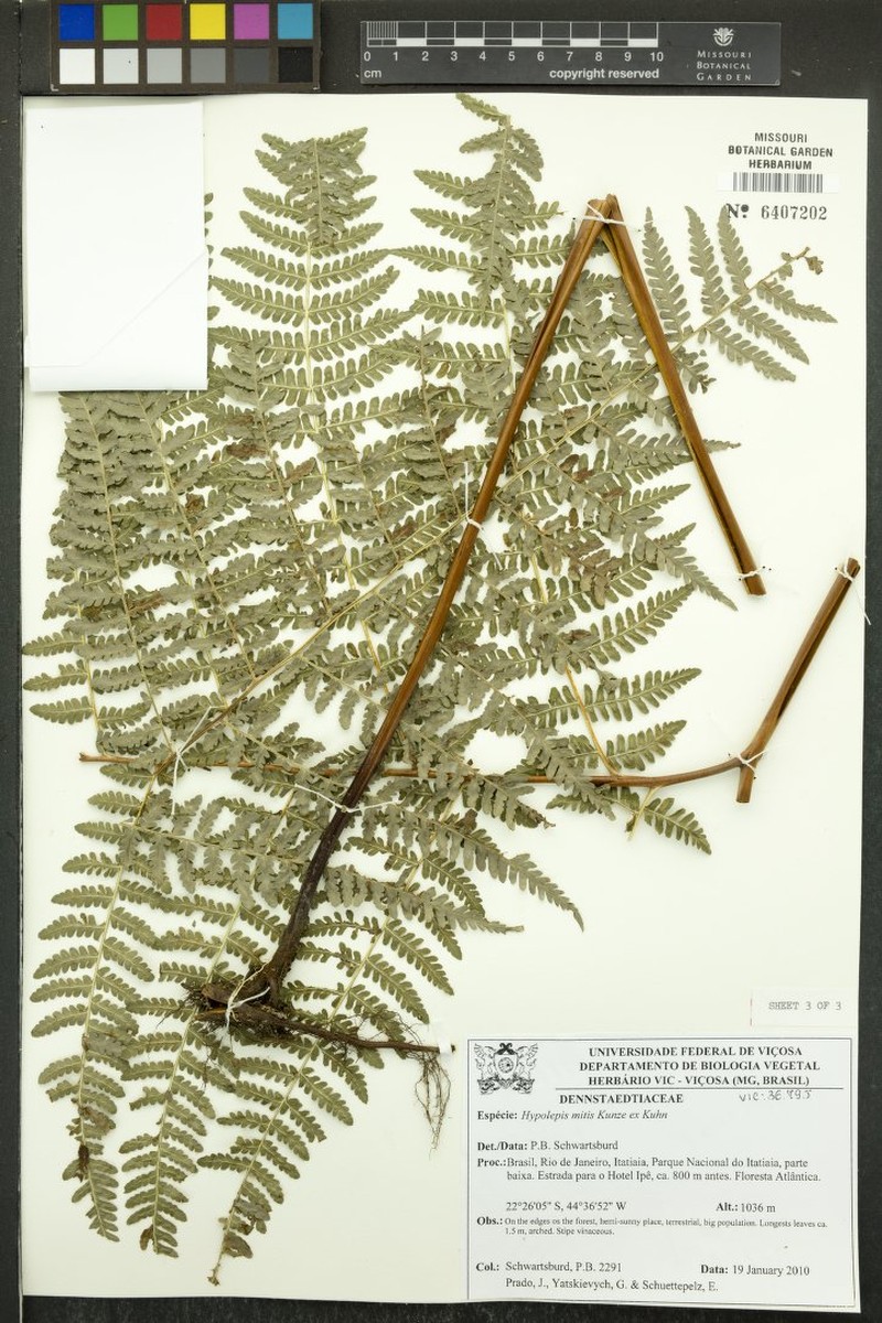 Hypolepis mitis