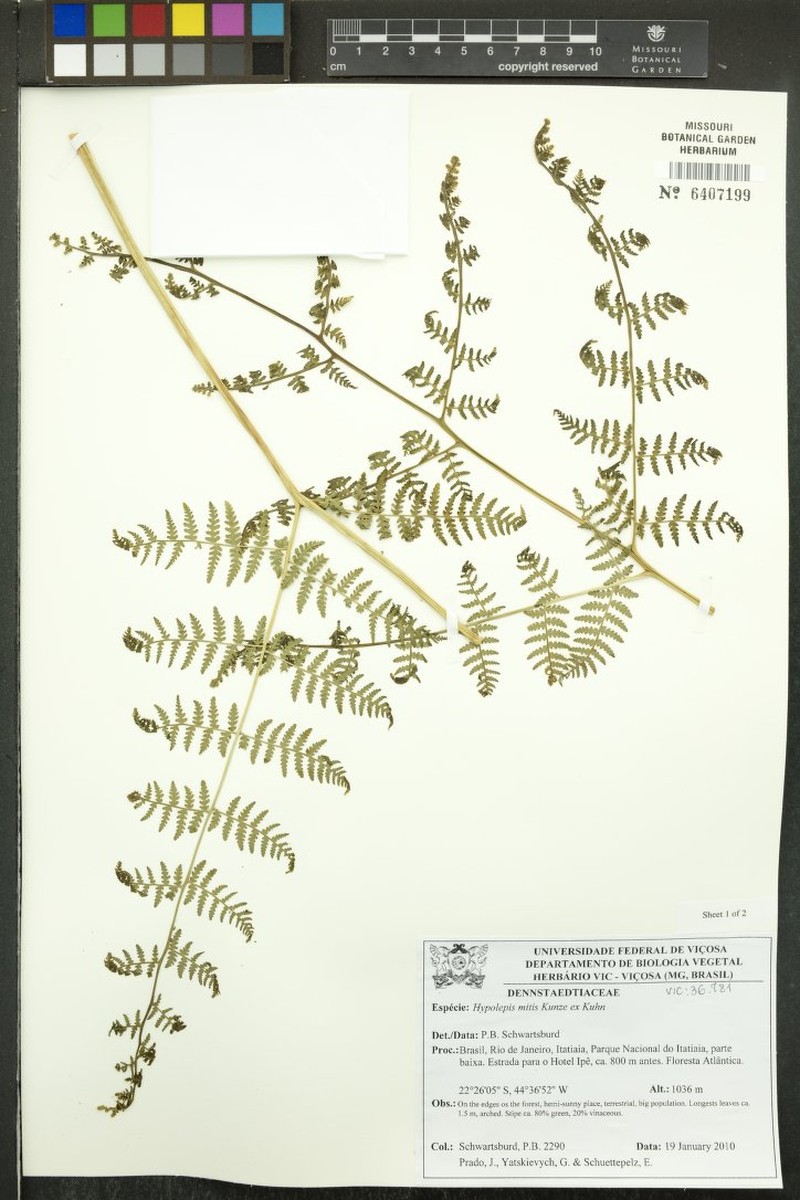 Hypolepis mitis photo 2