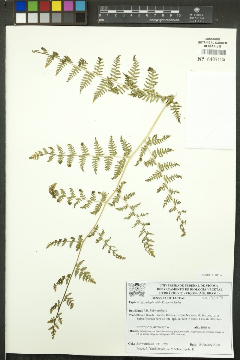 Hypolepis mitis photo 3