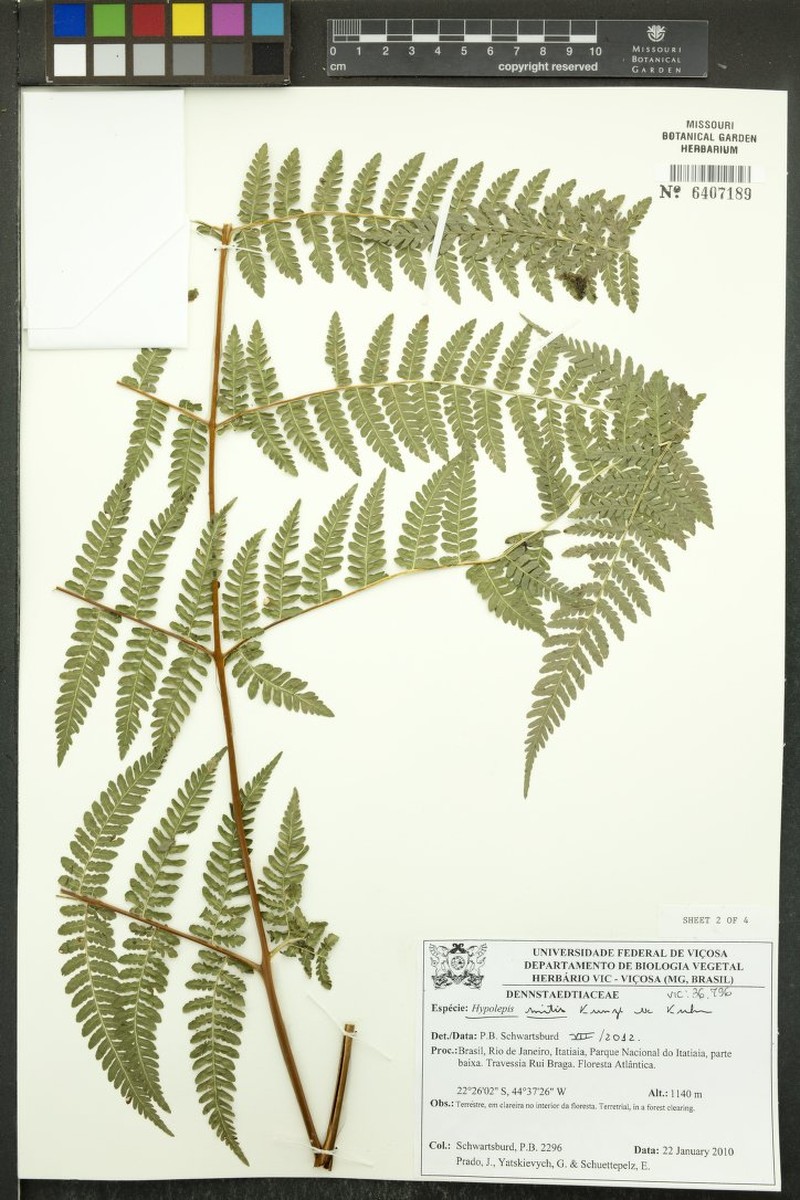 Hypolepis mitis photo 4