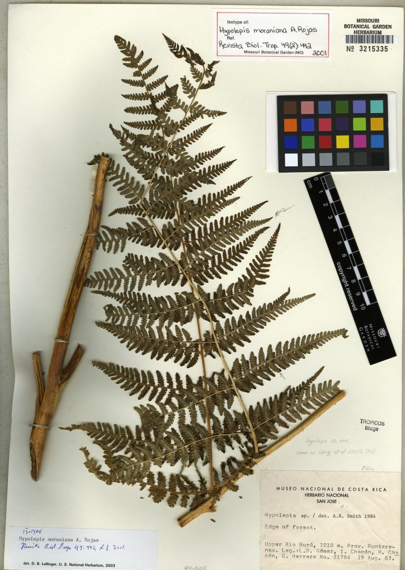 Hypolepis moraniana