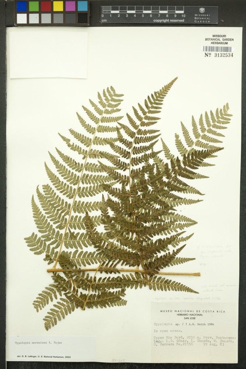 Hypolepis moraniana photo 2