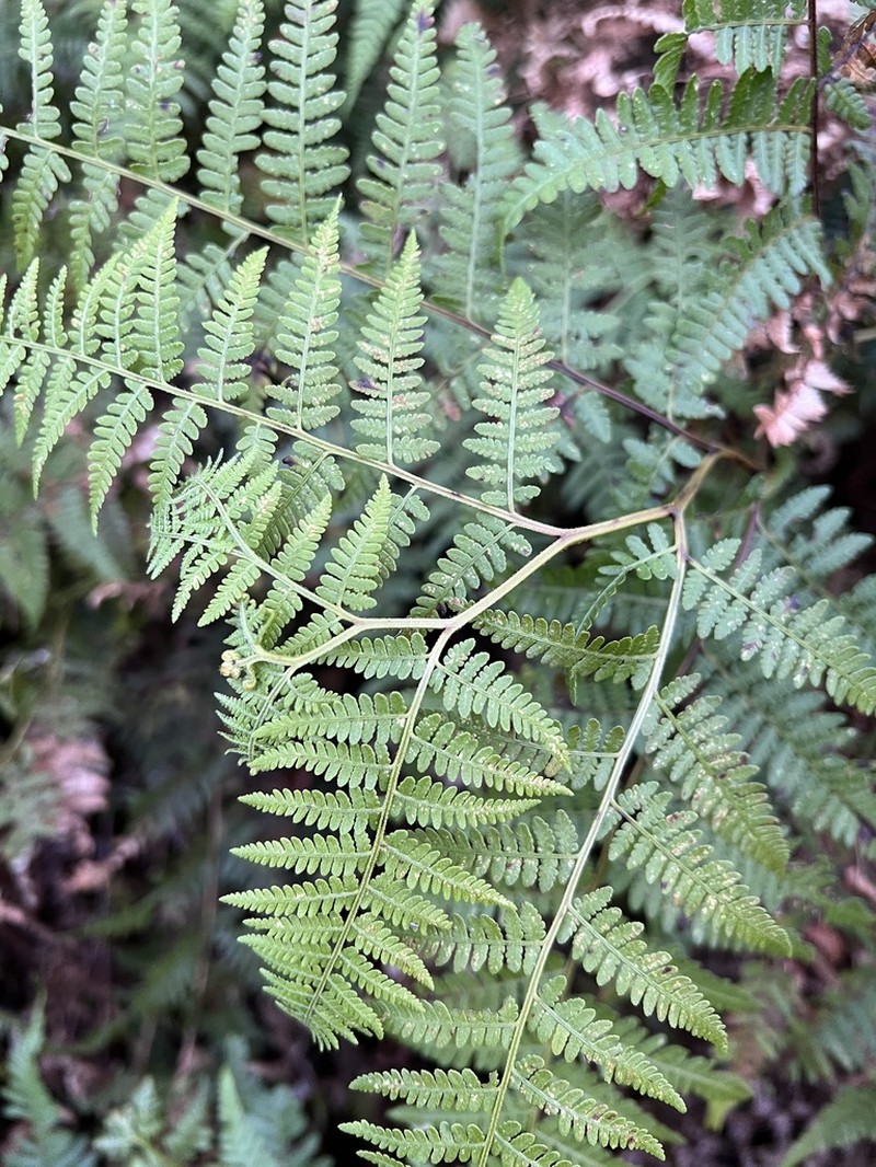 Hypolepis muelleri photo 2