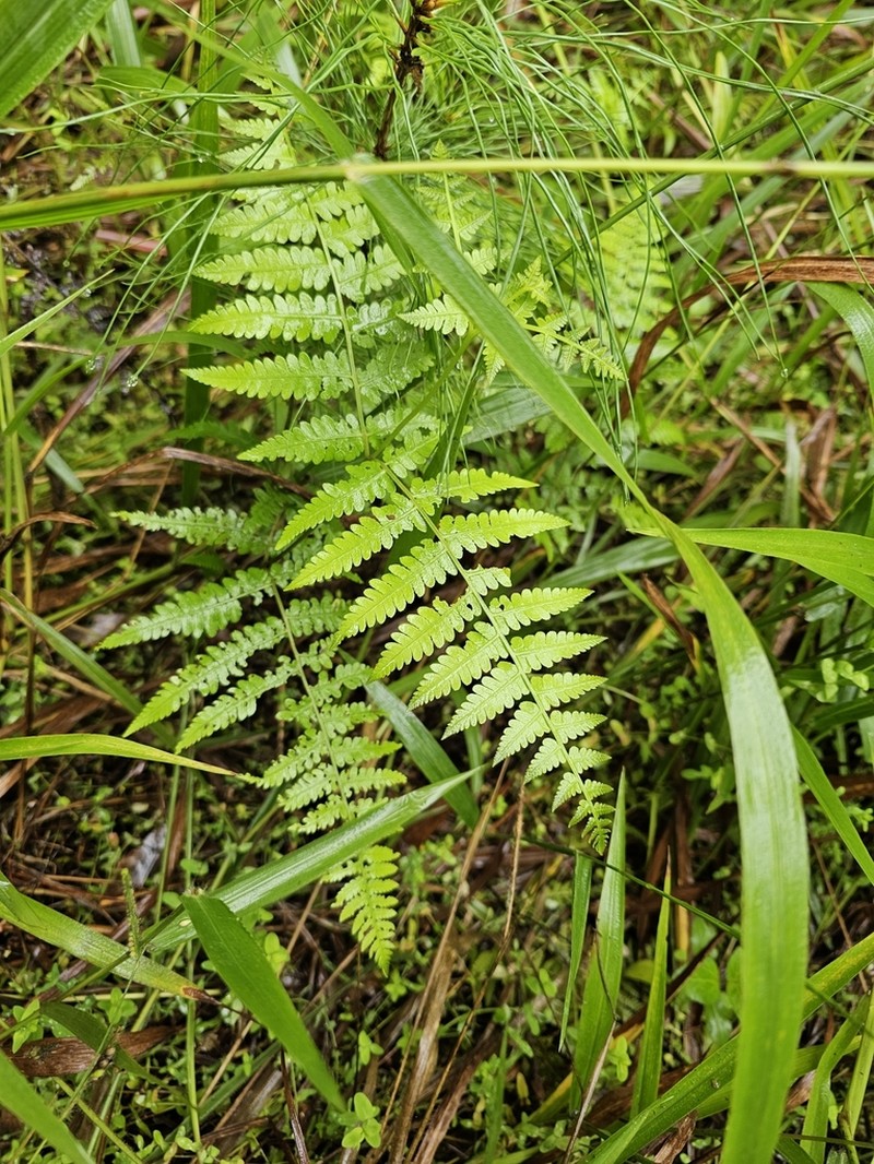 Hypolepis muelleri photo 6