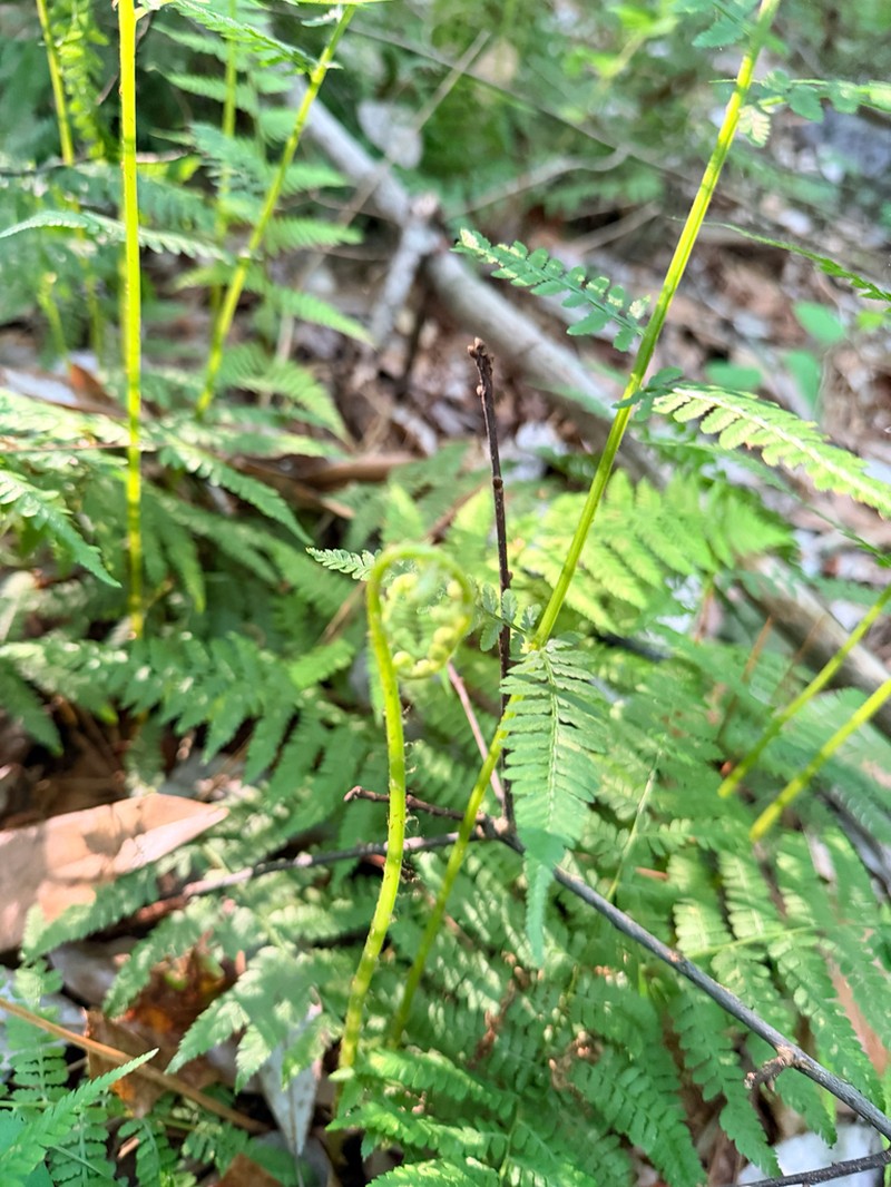 Hypolepis muelleri photo 7