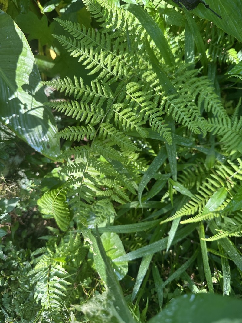 Hypolepis muenchii