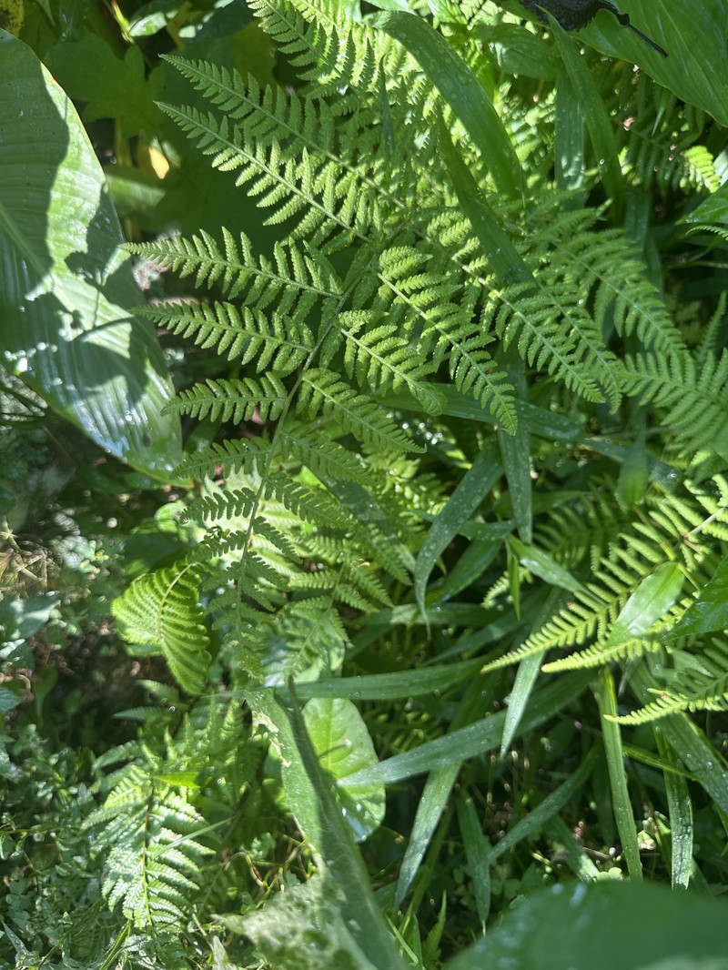 Hypolepis muenchii photo 2