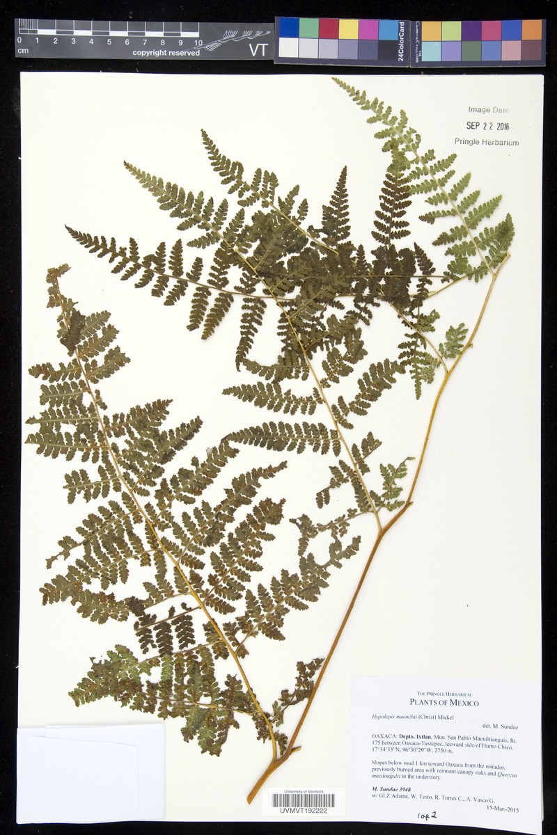 Hypolepis muenchii photo 3