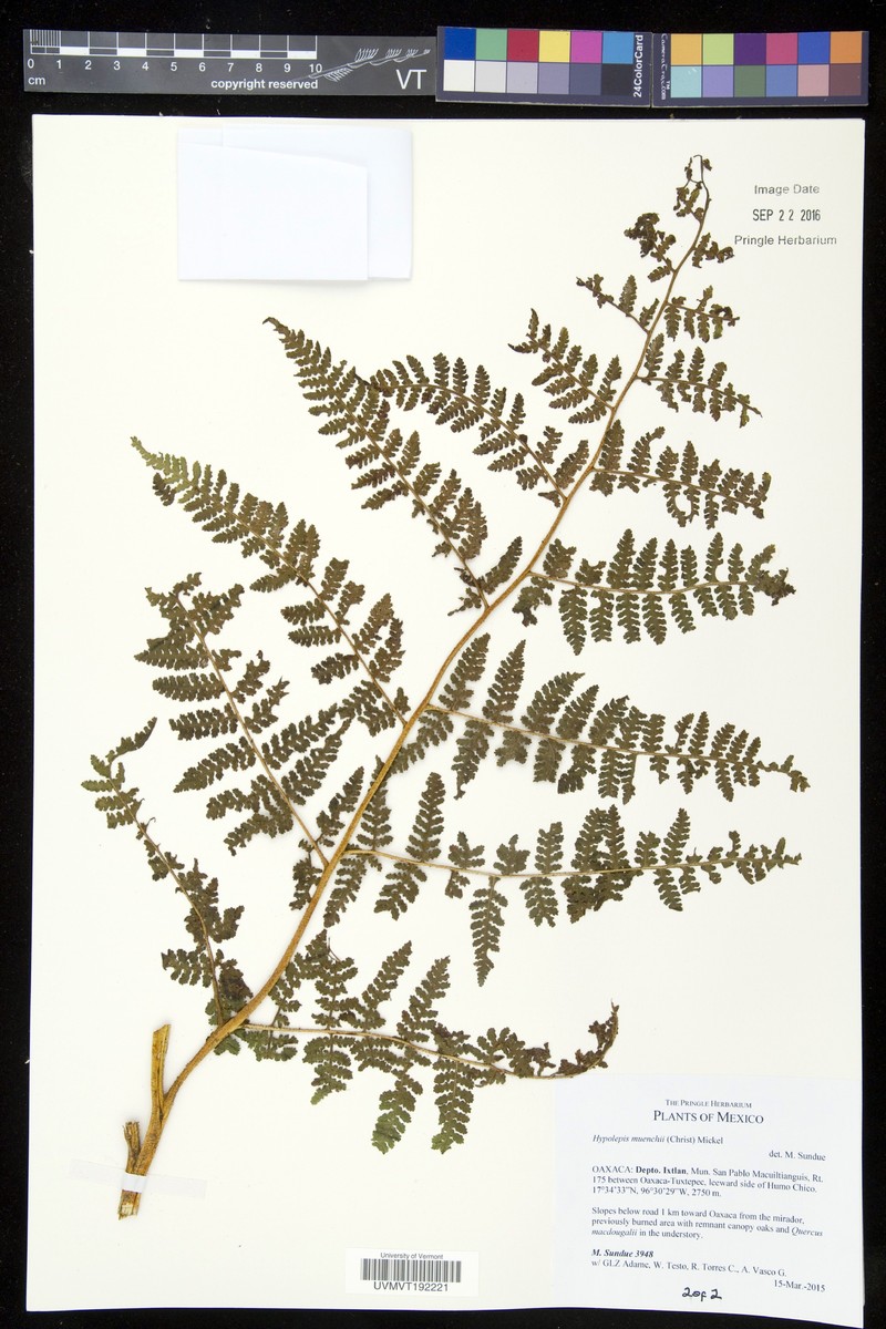Hypolepis muenchii photo 4