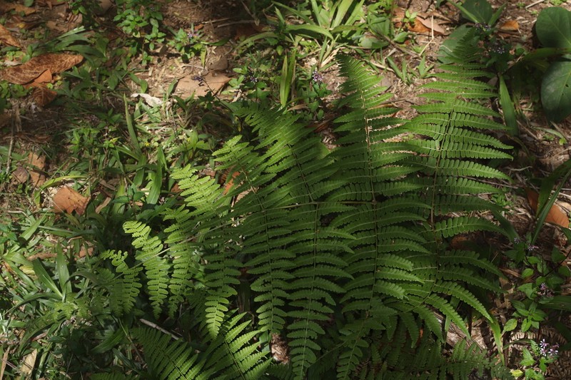 Hypolepis nuda