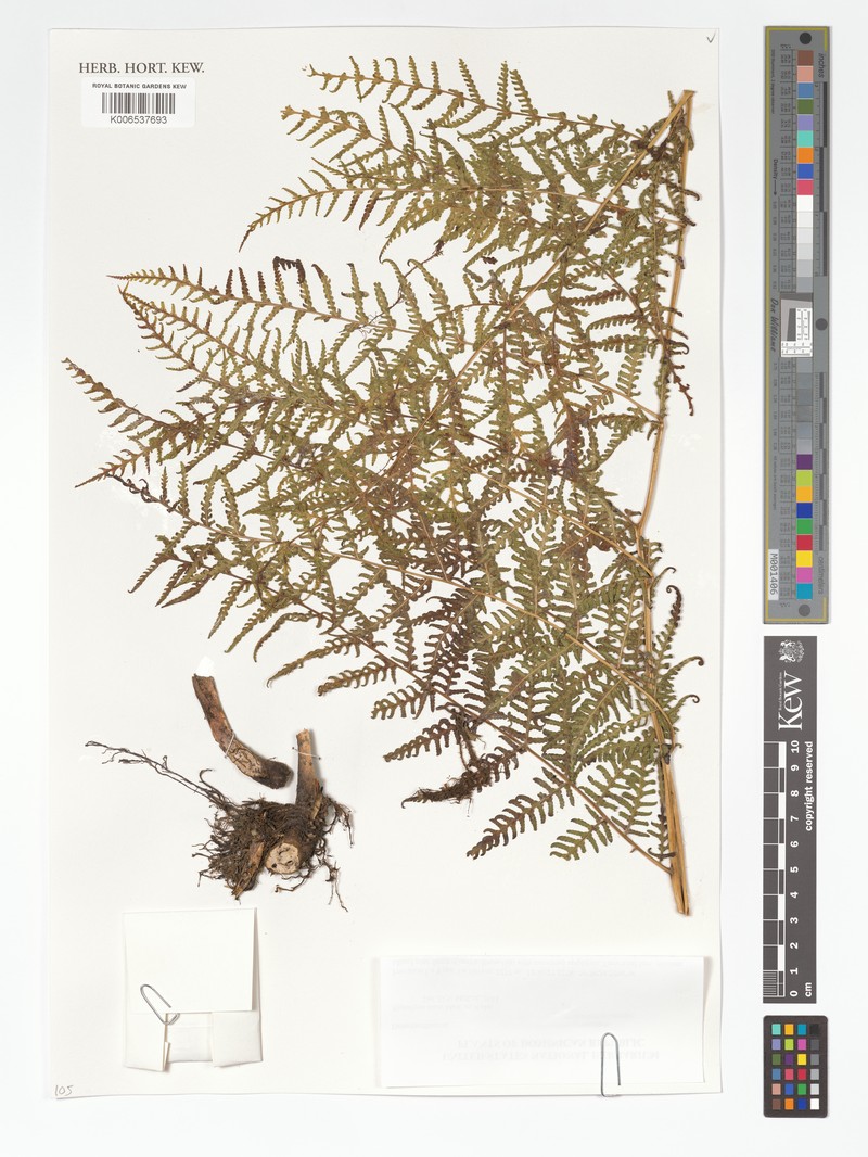 Hypolepis nuda photo 2