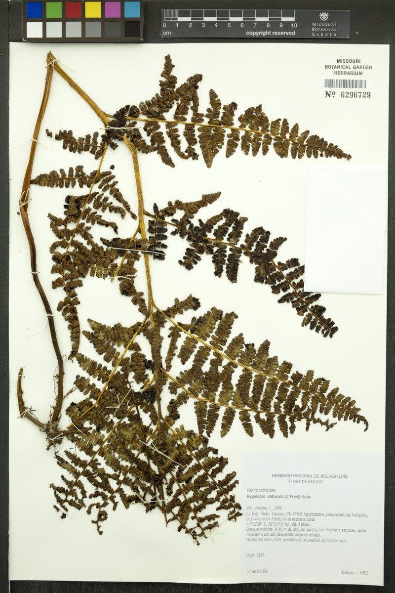 Hypolepis obtusata