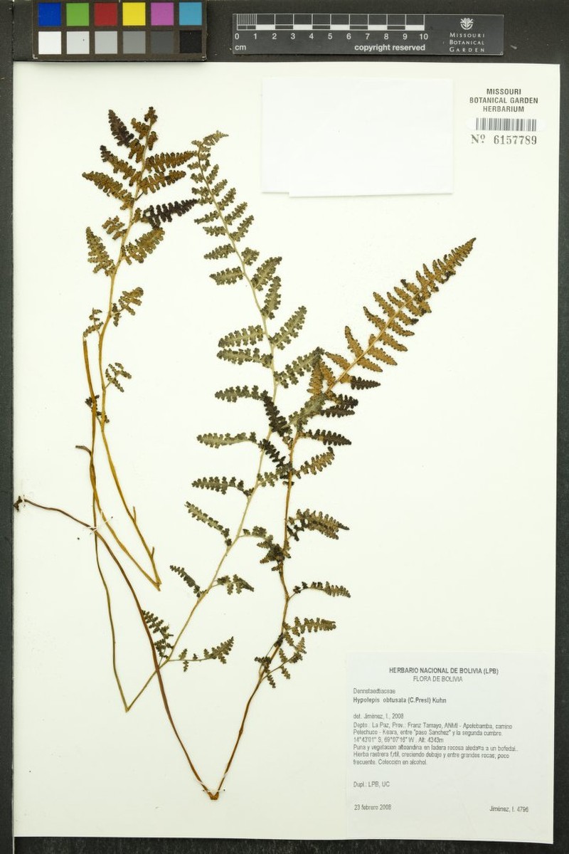 Hypolepis obtusata photo 2