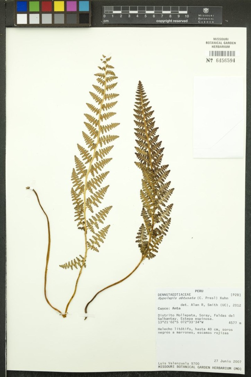 Hypolepis obtusata photo 3