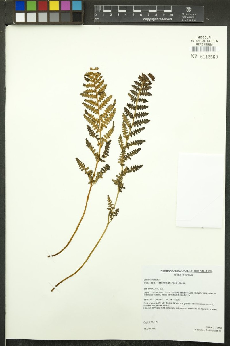 Hypolepis obtusata photo 4