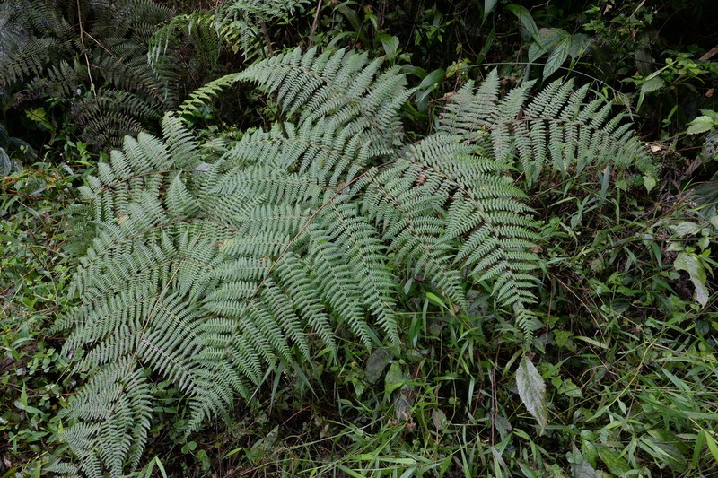 Hypolepis pallida
