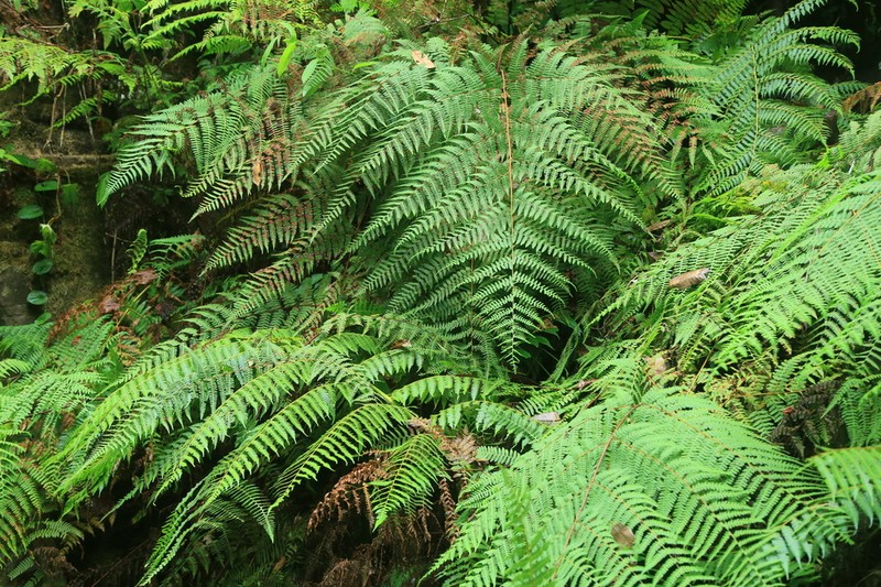 Hypolepis pallida photo 2