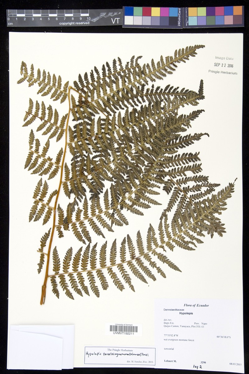 Hypolepis parallelogramma photo 3