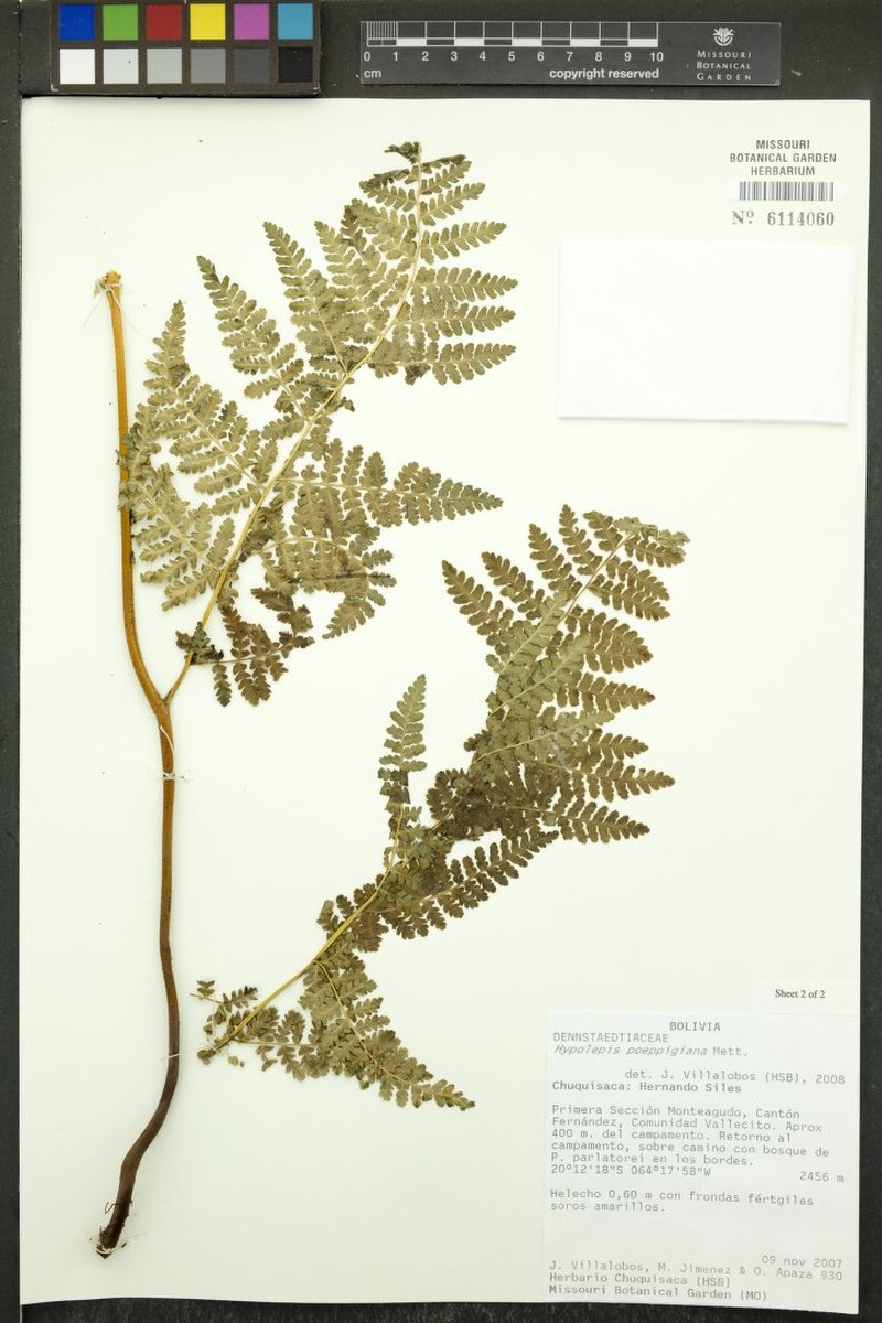 Hypolepis poeppigiana