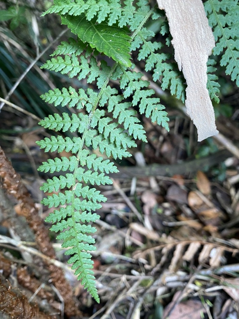 Hypolepis poeppigii photo 3